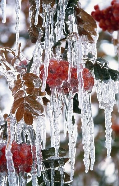 Autumn Leaves Covered In Ice