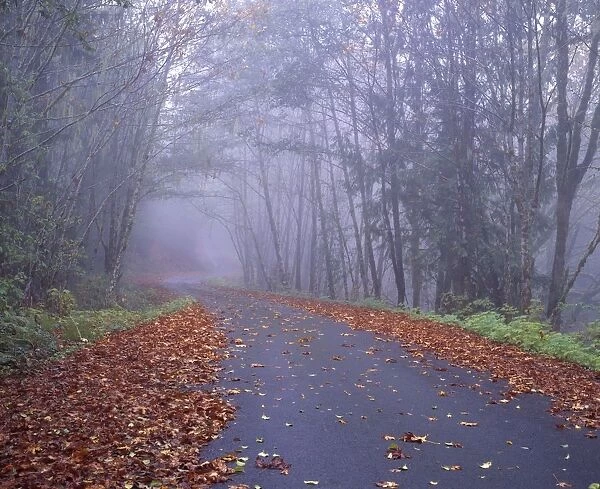 Autumn Leaves Along A Winding Road, Oregon, Usa