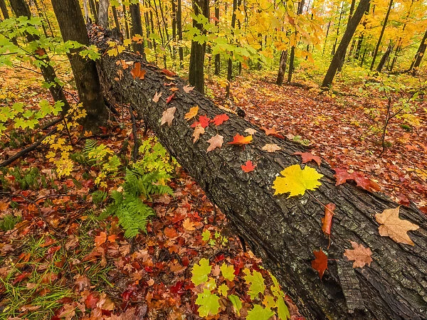 Autumn has set in while in Algonquin Provincial Park. the trees and leaves create an artist palette of colour that is beautiful; Whitney, Ontario, Canada
