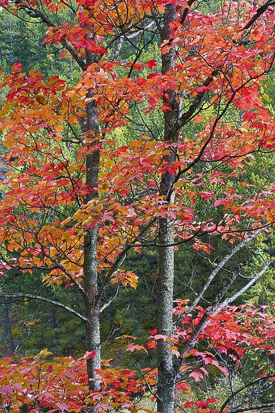 Autumn Sugar Maple Trees. Algonquin Provincial Park, Ontario. Canada