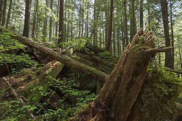 Avatar Grove; Tofino, British Columbia, Canada