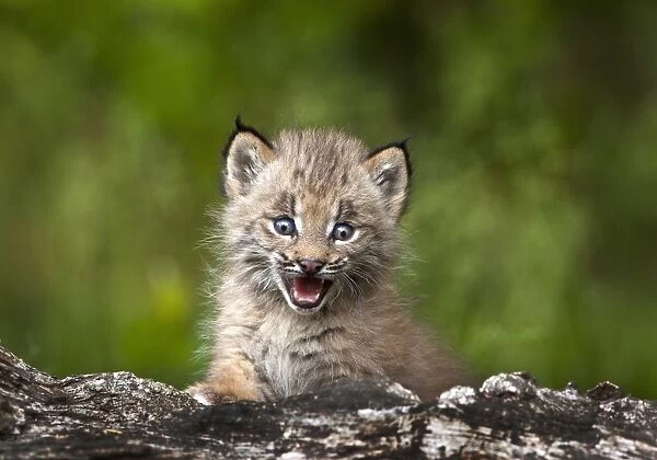 Baby Lynx (Lynx Canadensis) Looking Over A Fallen Tree; Canmore, Alberta, Canada