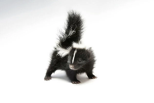Baby skunk portrait