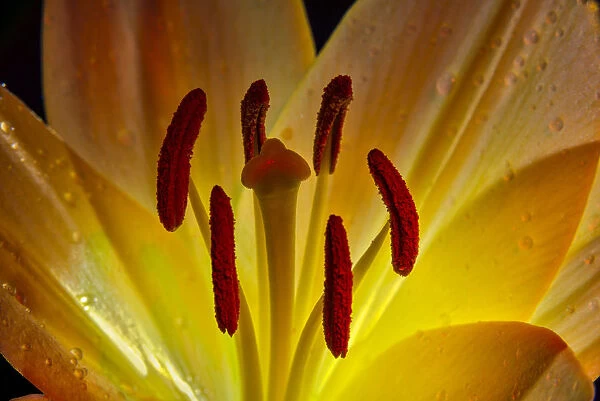 Backlit Lily (Liliaceae) In Studio; New York, United States Of America