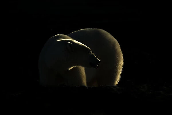 Backlit polar bear turning head in darkness