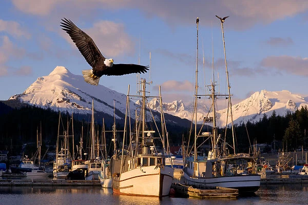 Bald Eagle In Flight Through Auke Bay Boat Harbor Juneau Alaska Composite