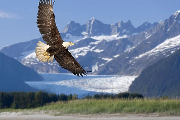 Bald Eagle In Flight With Mendenhall Glacier In Background Tongass National Forest Inside Passage Southeast Alaska Summer Composite