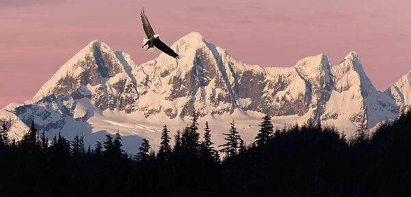 Bald Eagle In Flight At Sunset With Mendenhall Towers In Background Tongass National Forest Juneau Southeast Alaska Summer Composite