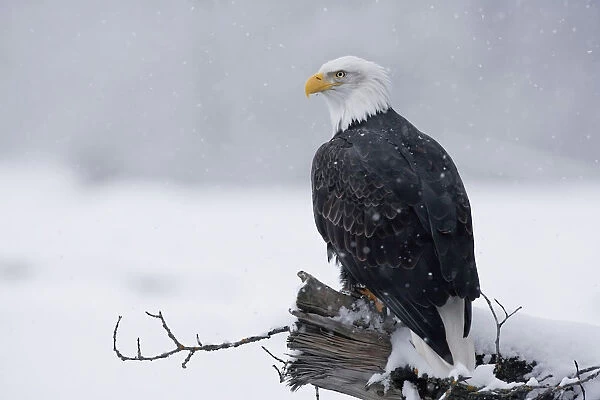 Bald Eagle Perched On Log During Snow Storm Chilkat River Near Haines Alaska Southeast Winter