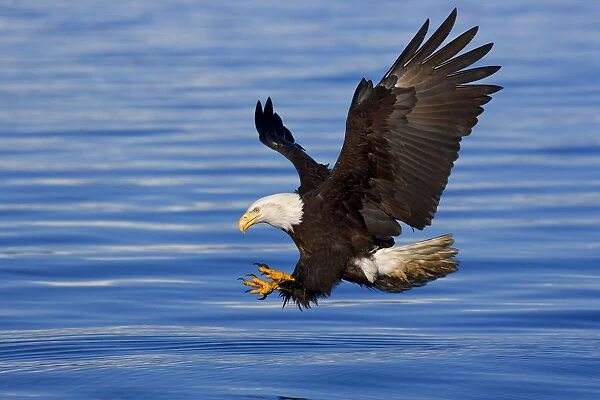Bald Eagle Preparing To Grab Fish Out Of Water Inside Passage Alaska Southeast Spring