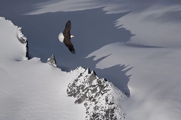 Bald Eagle Soaring Above The Mountain Peaks Of The Juneau Ice Field. Spring In Southeast Alaska. Composite