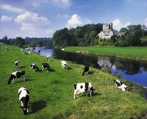 Ballyhooley, Co Cork, Ireland; Friesian Cattle