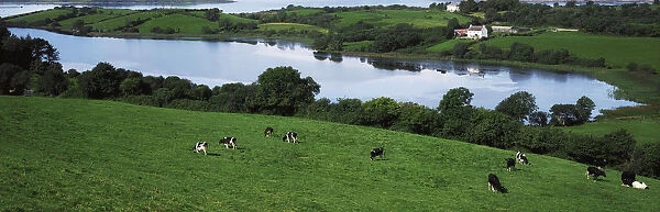Bantry Bay, Co Cork, Ireland; Cattle Grazing