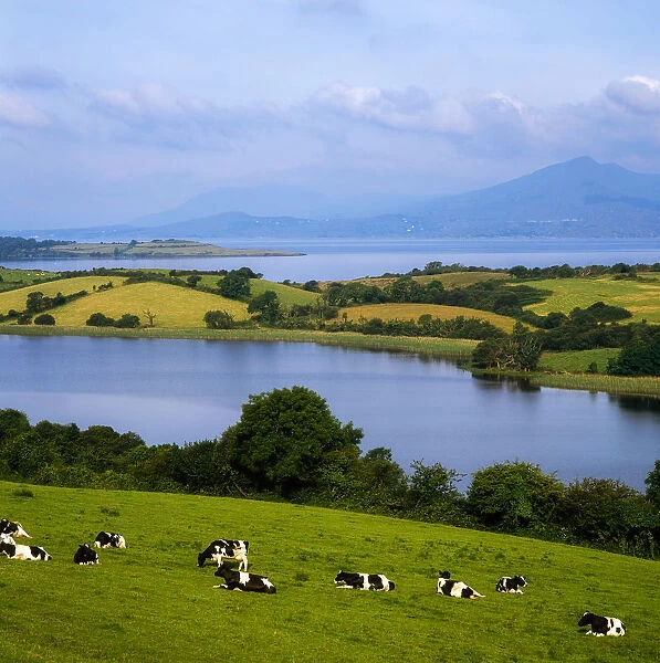 Bantry Bay, County Cork, Ireland, Holstein-Fresian Cattle