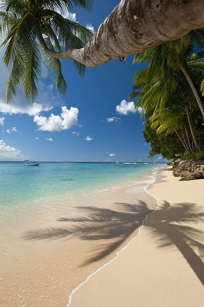 Barbados, Palm tree leaning over beach near; Holetown