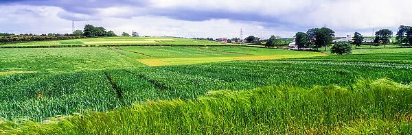 Barley Field, Co Down, Ireland