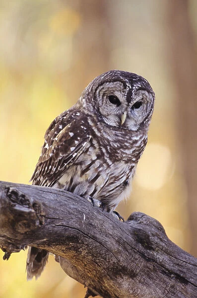 Barred Owl (Strix Varia) perching on Cottonwood