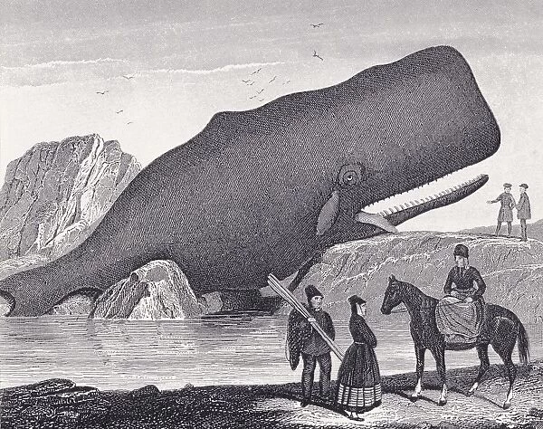 A Beached Sperm Whale, Physeter Macrocephalus. From A 19Th Century Print