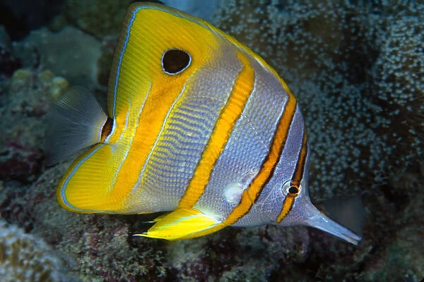 The Beaked Butterflyfish, Chelmon Rostratus, Also Known As Copper-Banded Butterflyfish