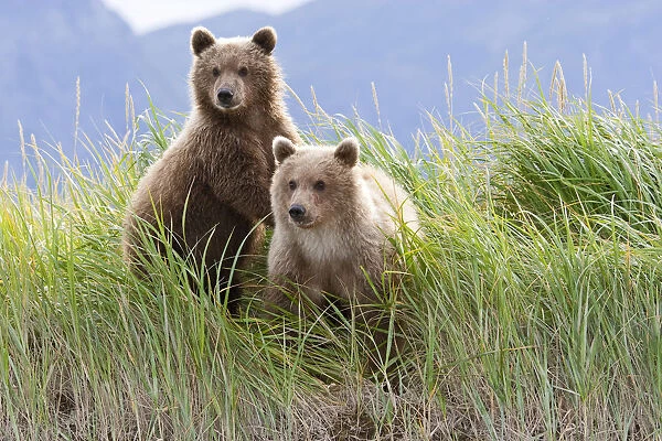 Bear Cubs Standing On A Riverbank At Hallo Bay, Katmai National Park, Alaska