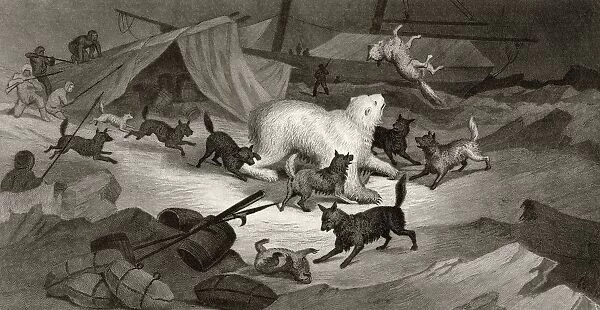 Bear Hunt From Arctic Explorations In The Years 1853, 54, 55 By American Explorer Doctor Elisha Kent Kane 1820 To 1857 Volume 1 Published In Philadelphia By Childs And Peterson 1856 Engraved By J. C. Mc Crea After A Work By G. White From A Sketch By Doctor Kane
