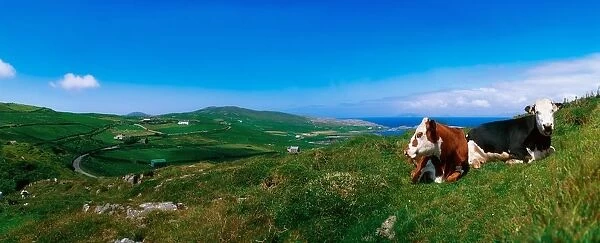Beara Peninsula, West Cork, County Cork, Ireland; Cattle Resting On Hillside