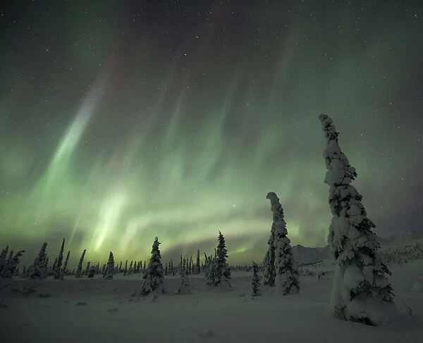 Beautiful aurora sky and snow covered tundra, Eureka, Alaska, USA
