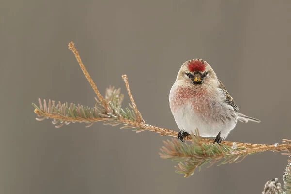 A beautiful bird with red and white colouring sits on a branch looking at the camera; Teslin, Yukon, Canada