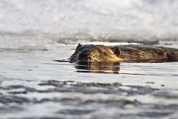Beaver Swimming In The Water In Early Spring With Snow In The Background At Elk Island National Park; Alberta, Canada