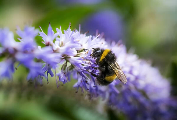 A Bee Resting On A Purple Flower; South Shields, Tyne And Wear, England
