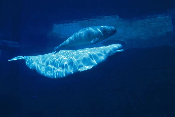 Beluga Whale & Calf Underwater Captive Canada