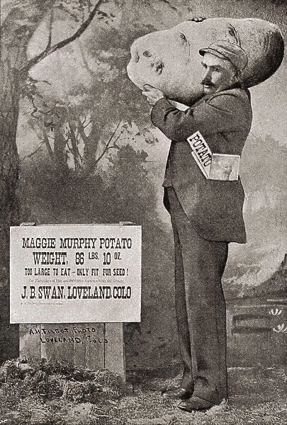The Biggest Potato On Record In 1879. The Maggie Murphy Potato Weighing 86lbs. 10oz. from The Strand Magazine Published 1897