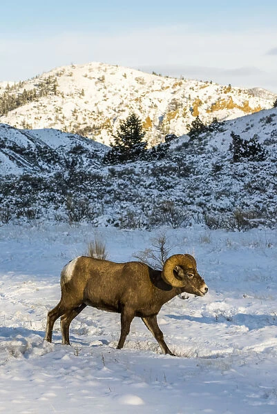 Bighorn Ram (Ovis Canadensis) Walking Through Snowy Meadow, Shoshone National Forest; Wyoming, United States Of America