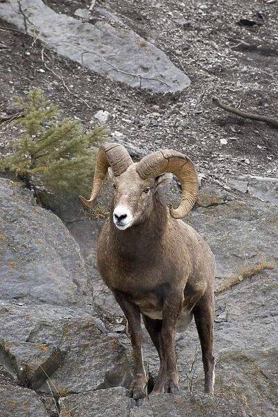 Bighorn Sheep (Ovis Canadensis)