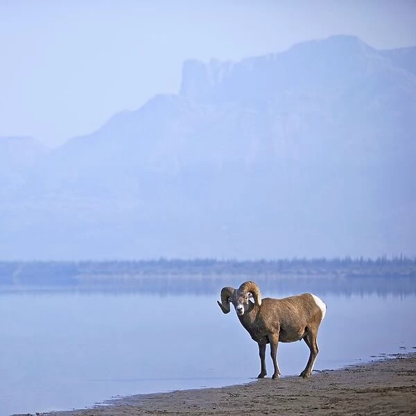 Bighorn Sheep (Ovis Canadensis) On Waters Edge In Banff National Park; Alberta, Canada