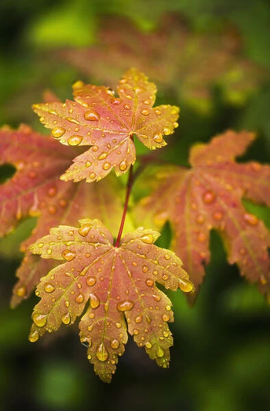 Bigleaf Maple Leaves Catch Raindrops; Westport, Oregon, United States Of America