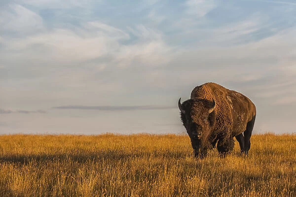 Bison (Bison Bison), Grasslands National Park; Saskatchewan, Canada