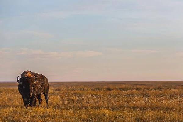 Bison (Bison Bison), Grasslands National Park; Saskatchewan, Canada