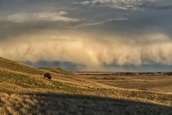 Bison (bison bison) grazing at sunset, Grasslands National Park; Saskatchewan, Canada