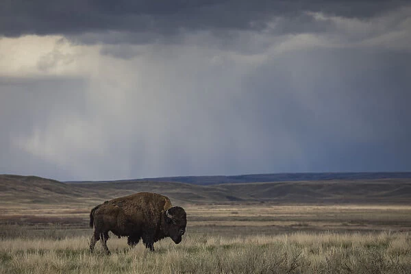 Bison (bison bison) walking in the prairies, Grasslands National Park; Saskatchewan, Canada