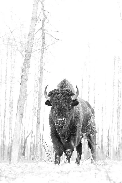 Bison in Elk Island National Park in winter, Alberta, Canada