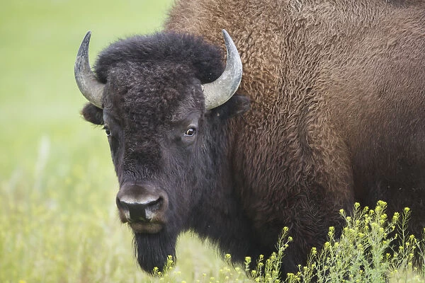Bison, Grasslands National Park; Saskatchewan, Canada