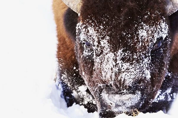 Bison In Winter