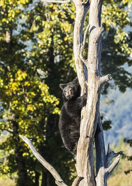 Black Bear Cub (Ursus Americanus) Climbing A Tree, Alaska Wildlife Conservation Center, South-Central Alaska; Portage, Alaska, United States Of America