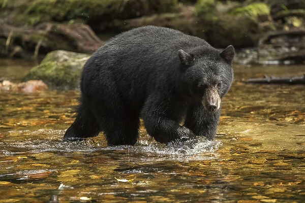 Black bear (Ursus americanus) fishing in the Great Bear Rainforest; Hartley Bay, British Columbia, Canada