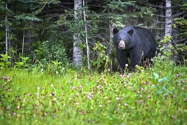 A Black Bear (Ursus Americanus) Gazes At The Camera; Jasper, Alberta, Canada