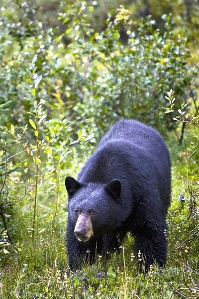 A Black Bear (Ursus Americanus); Jasper, Alberta, Canada