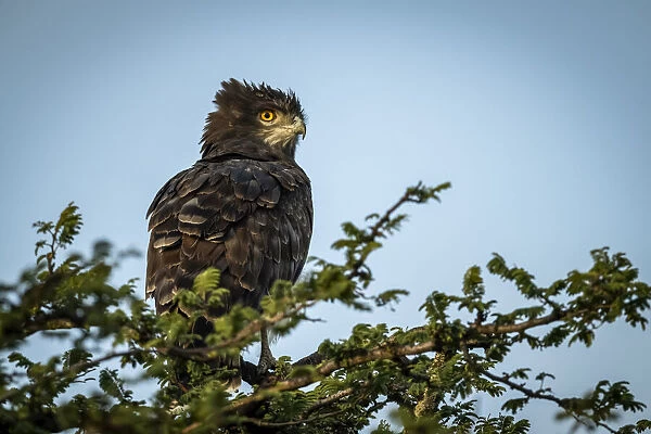 Black-chested snake-eagle perching in leafy tree top, Serengeti, Tanzania