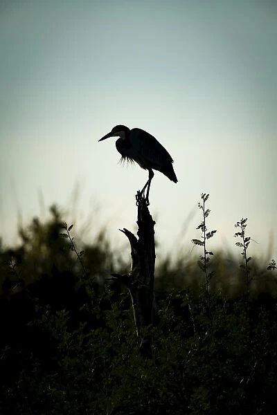 Black-headed heron stands on stump in silhouette, Serengeti, Tanzania