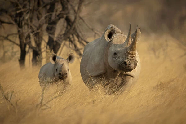 Black rhinoceros and calf standing in the long grass in Etosha National Park, Oshikoto, Namibia